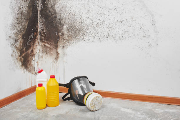 Best Toxic Mold Removal  in Tukwila, WA