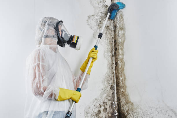 Best Best Mold Removal Companies  in Tukwila, WA