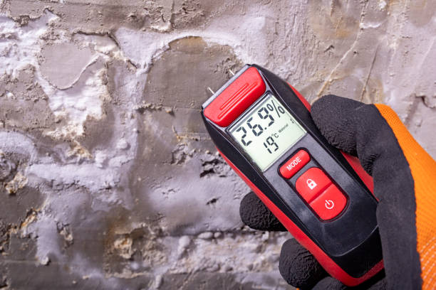 Best Black Mold Removal  in Tukwila, WA