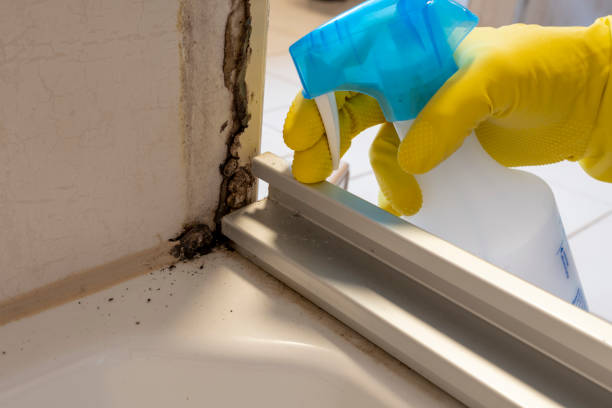 Best Local Mold Removal Service  in Tukwila, WA