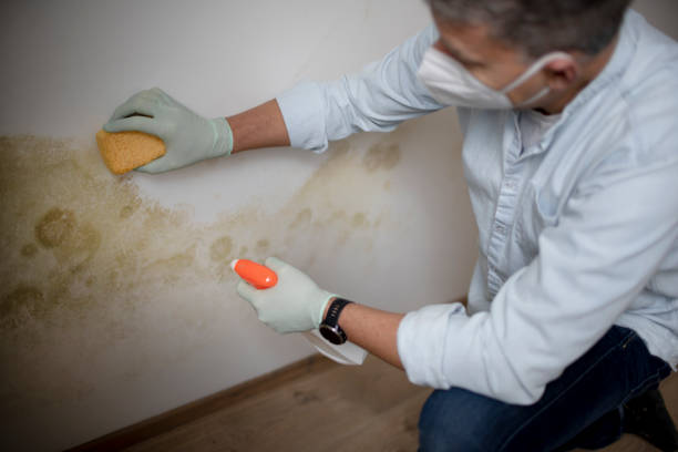 Mold Removal Process in Tukwila, WA