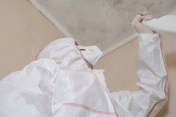 Best Same-Day Mold Removal  in Tukwila, WA