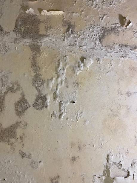 Best Mold Testing  in Tukwila, WA