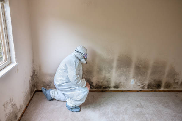 Best Certified Mold Removal  in Tukwila, WA
