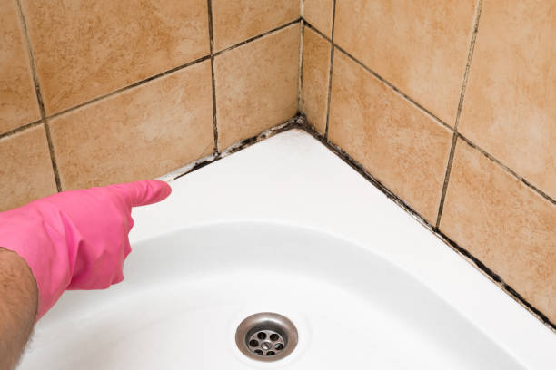 Best Fast Mold Removal  in Tukwila, WA
